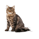FCN URINARY CARE CAT - GATO